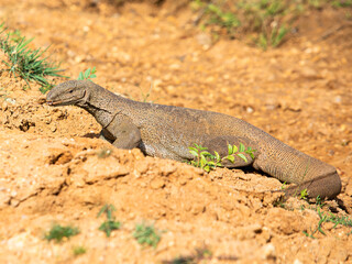 monitor lizard digs sand in search of food, komodo dragon