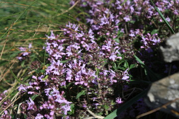 Obraz premium purple flowers in the garden