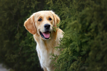 close-up portrait of a dog golden retriever labrador 1 year old in a field of saffron flowers on a walk
