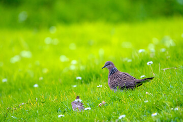 bird on the green grass enjoying the freedom surrounded by white flowers
