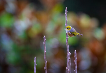 bird on a branch hanging from legs in the wild