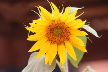 A close-up shot of a sunflower