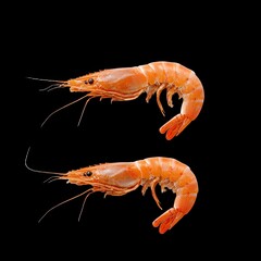 Shrimp on Black Background with Vibrant Colors and Clear Texture