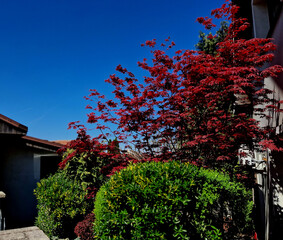 Bloodgood backdrop of a Japanese garden. It is a taller shrub of air habit. thicken the crown to...