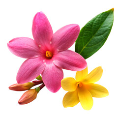 Jasmine Flowers with branch transparent background