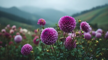 Beautiful purple dahlia flowers field background wallpaper nature photography garden floral bloom blossom landscape 100