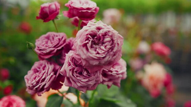 Purple roses bloom and sway gently in a garden