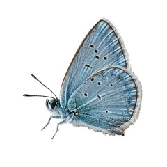 Obraz premium Delicate light blue butterfly, detailed wings