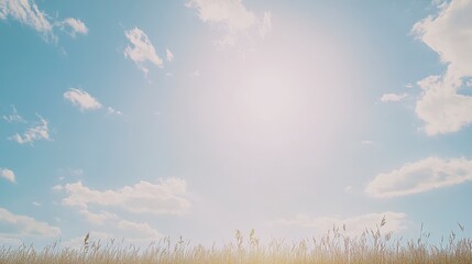 Stunning Landscape: Tall Grass Under a Bright Summer Sky - A Breathtaking View of Nature's Serenity