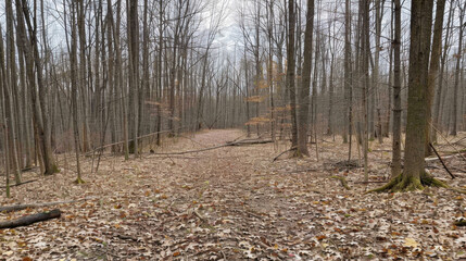 Obraz premium Serene forest trail covered with dry leaves, surrounded by tall trees, creating peaceful atmosphere for nature lovers