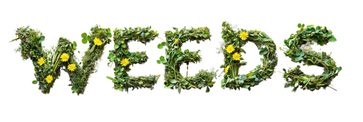 Artistic floral arrangement spelling the word weeds, on a contrasting black background
