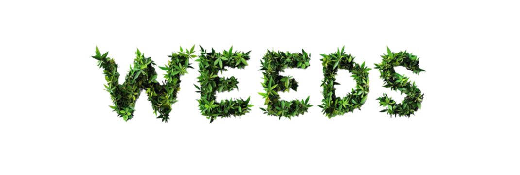Creative Typography of 'WEEDS' using Cannabis Leaves against a Black Background - Powered by Adobe