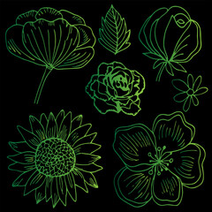 Collection Floral Vector Illustrations