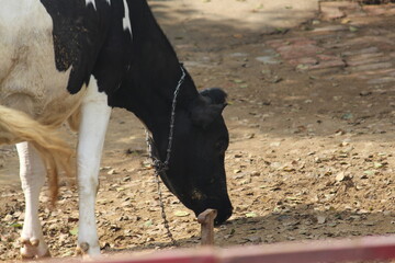 cow in the farm 