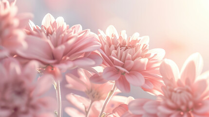 Pastel pink chrysanthemums blooming tightly in soft light create serene and delicate atmosphere, perfect for evoking feelings of tranquility