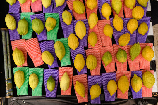 Etrog or citron fruit, used during the ritual observance of the Jewish holiday of Sukkot in Israel.