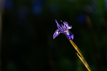Purple irises, specifically Iris versicolor variety, growing wildly in a forest in the Judean...