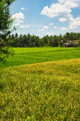 JATILUWIH VILLAGE, TABANAN REGENCY, BALI, INDONESIA - NOVEMBER 19, 2023 The beautiful Jatiluwih rice terraces in Bali, Indonesia. This was during the wet season on a hot sunny afternoon.