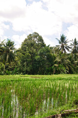 JATILUWIH VILLAGE, TABANAN REGENCY, BALI, INDONESIA - NOVEMBER 19, 2023 The beautiful Jatiluwih rice terraces in Bali, Indonesia. This was during the wet season on a hot sunny afternoon.
