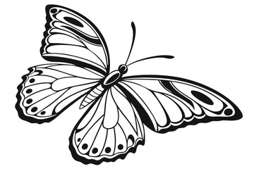 Detailed black and white butterfly features intricate wing patterns with transparent backdrop