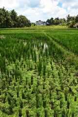 JATILUWIH VILLAGE, TABANAN REGENCY, BALI, INDONESIA - NOVEMBER 19, 2023 The beautiful Jatiluwih rice terraces in Bali, Indonesia. This was during the wet season on a hot sunny afternoon.