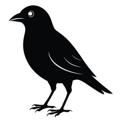 Single black bird stands boldly against white, its silhouette sleek and mysterious