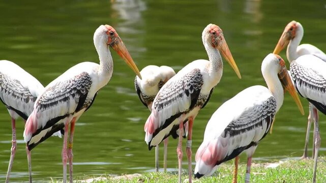 Family of storks by calm green water suitable for naturethemed designs like greeting cards, brochures, and websites with wildlife focus.