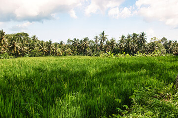 JATILUWIH VILLAGE, TABANAN REGENCY, BALI, INDONESIA - NOVEMBER 19, 2023 The beautiful Jatiluwih rice terraces in Bali, Indonesia. This was during the wet season on a hot sunny afternoon.