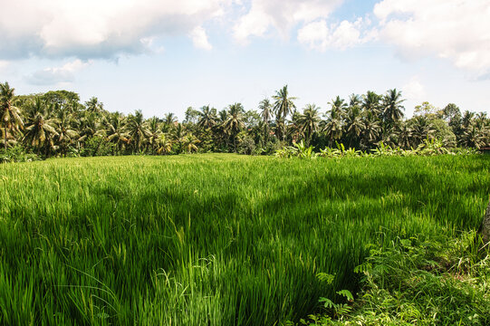 JATILUWIH VILLAGE, TABANAN REGENCY, BALI, INDONESIA - NOVEMBER 19, 2023 The beautiful Jatiluwih rice terraces in Bali, Indonesia. This was during the wet season on a hot sunny afternoon.