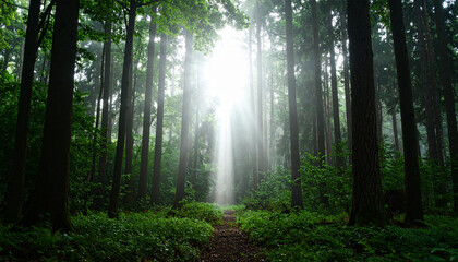 Obraz premium Sunlight pierces through the morning fog in a serene autumn forest, illuminating a path among green trees and vibrant foliage