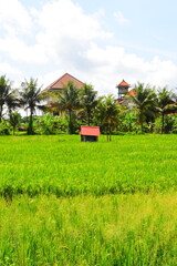 JATILUWIH VILLAGE, TABANAN REGENCY, BALI, INDONESIA - NOVEMBER 19, 2023 The beautiful Jatiluwih rice terraces in Bali, Indonesia. This was during the wet season on a hot sunny afternoon.