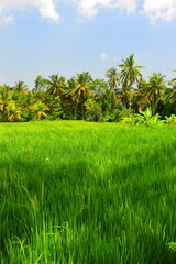 JATILUWIH VILLAGE, TABANAN REGENCY, BALI, INDONESIA - NOVEMBER 19, 2023 The beautiful Jatiluwih rice terraces in Bali, Indonesia. This was during the wet season on a hot sunny afternoon.