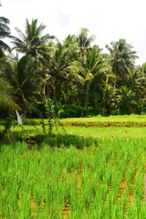 JATILUWIH VILLAGE, TABANAN REGENCY, BALI, INDONESIA - NOVEMBER 19, 2023 The beautiful Jatiluwih rice terraces in Bali, Indonesia. This was during the wet season on a hot sunny afternoon.