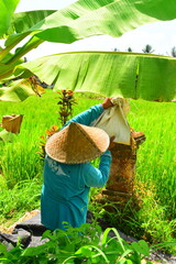 JATILUWIH VILLAGE, TABANAN REGENCY, BALI, INDONESIA - NOVEMBER 19, 2023 The beautiful Jatiluwih rice terraces in Bali, Indonesia. This was during the wet season on a hot sunny afternoon.