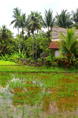 JATILUWIH VILLAGE, TABANAN REGENCY, BALI, INDONESIA - NOVEMBER 19, 2023 The beautiful Jatiluwih rice terraces in Bali, Indonesia. This was during the wet season on a hot sunny afternoon.