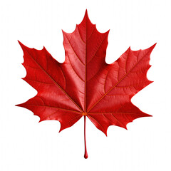 Naklejka premium A vibrant red maple leaf showcasing intricate vein patterns. cut out. transparent background