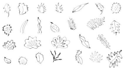 hand drawn vector illustration of a set of leaves