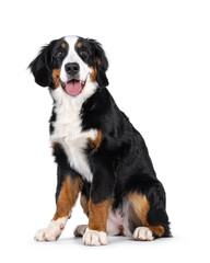 Adorable young Berner Sennen dog, sitting up facing front. Looking beside and above camera. Isolated on a white background.