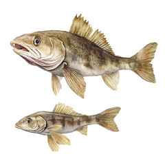 A Mother Haddock With Her Kid, watercolor clipart vector, isolated on a white background.