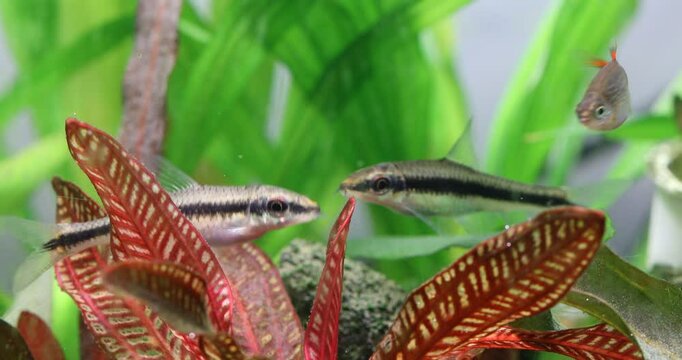 Two aquarium fish Crossocheilus siamensis swim against the background of red-leaved echinodorus, green plant freshwater tank. Macro view SAE Siamese Algae Eater fish.