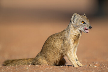 Close-up 3/4 view of a Yellow Mongoose (Cynictis penicillata) licking its lips, with its head turned in the warm light of its natural habitat in the Kalahari.