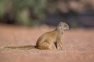 A beautiful Yellow Mongoose (Cynictis penicillata) sitting calmly on the ochre ground, with its long, bushy tail spread out behind it in the Kgalagadi desert.