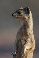 Tightly cropped shot of an alert Yellow Mongoose (Cynictis penicillata) standing on its hind legs and looking to the left against a beautifully blurred background.