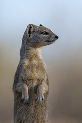 Alert Yellow Mongoose (Cynictis penicillata) standing on its hind legs in a dynamic pose, looking out from a patch of shade in the Kalahari desert during a safari.