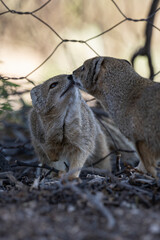 Intimate vertical portrait of two Yellow Mongooses (Cynictis penicillata) gently touching noses, capturing a moment of social bonding in the African wilderness.