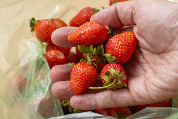 Handful of strawberries.