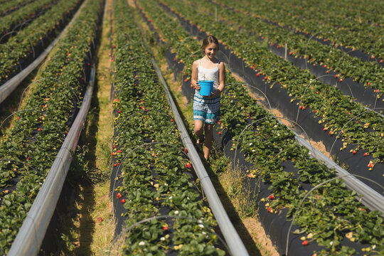 Girl carrying blue bucket and picking ripe strawberries among raised beds with black mulch at farm