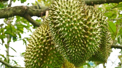 Durian fruits on tree branch.