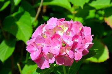 Obraz premium アジサイ