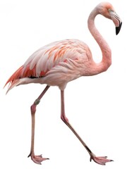 Fototapeta premium Pink Flamingo Strolling Sideways on a White Background